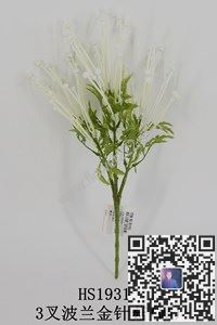 图片HS1931  3叉波兰金针菇（硬）