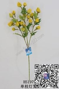 图片单枝水草合集