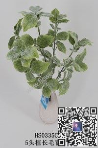 图片把束水草植毛合集